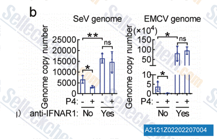A2121 Anti-mouse IFNAR-2-InVivo.gif